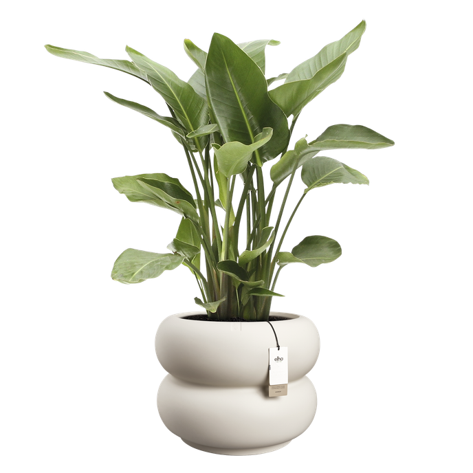 amber roll low 60 leinenweiß